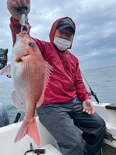 マダイの釣果