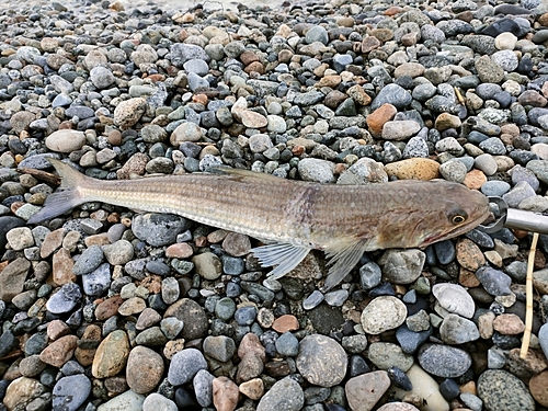 エソの釣果