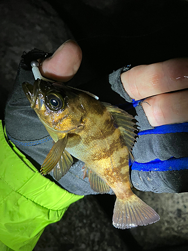 メバルの釣果