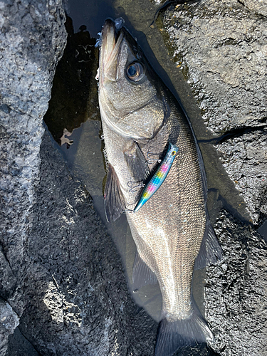 ヒラスズキの釣果