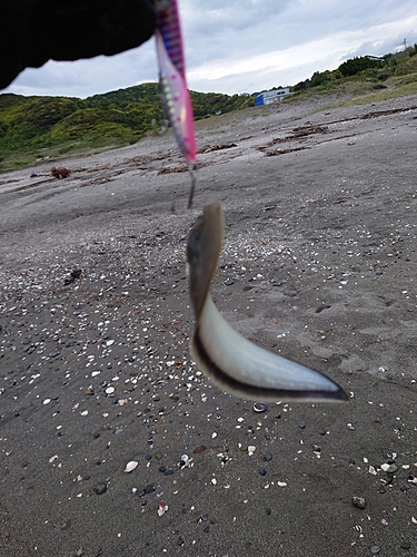 シタビラメの釣果