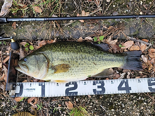 ブラックバスの釣果