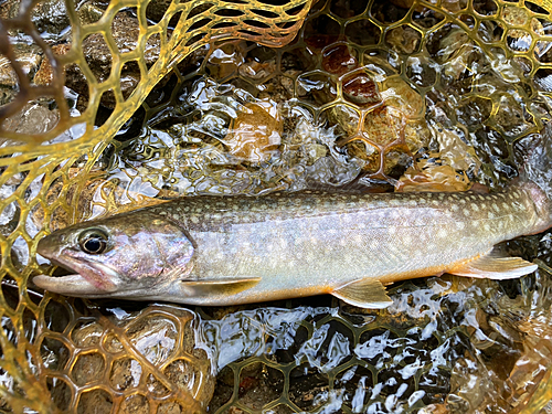 イワナの釣果