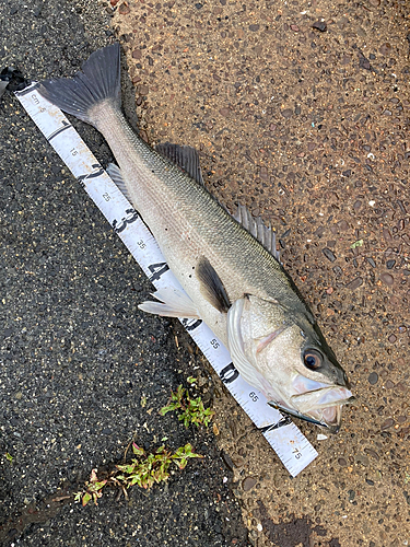 スズキの釣果