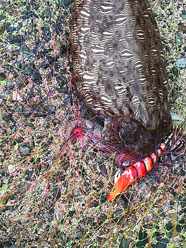 モンゴウイカの釣果