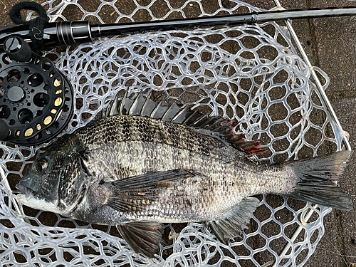 チヌの釣果