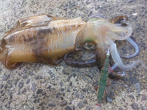 アオリイカの釣果