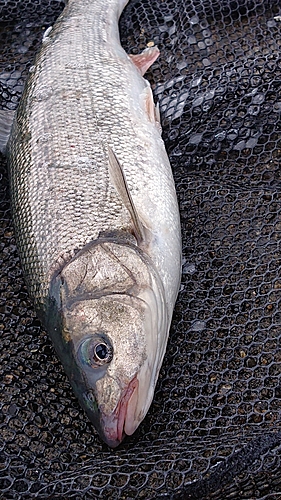 ウグイの釣果