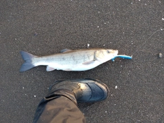 ウグイの釣果