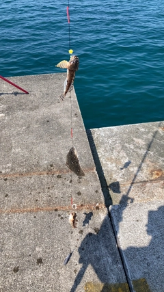 オニカジカの釣果