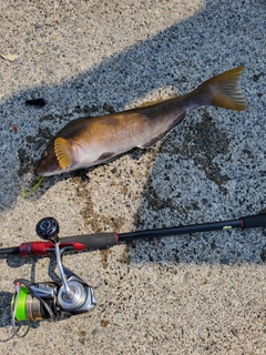 アイナメの釣果