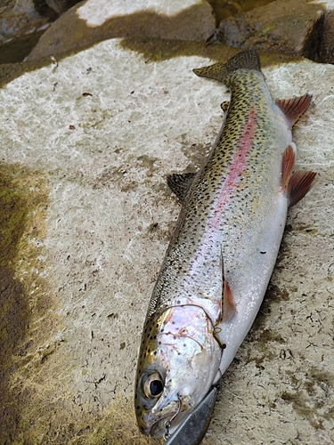 ニジマスの釣果