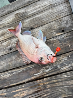 マダイの釣果