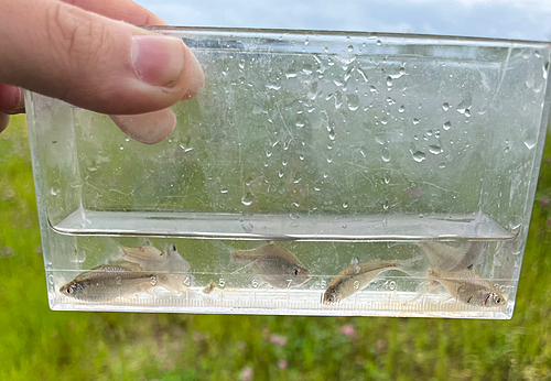 タイリクバラタナゴの釣果