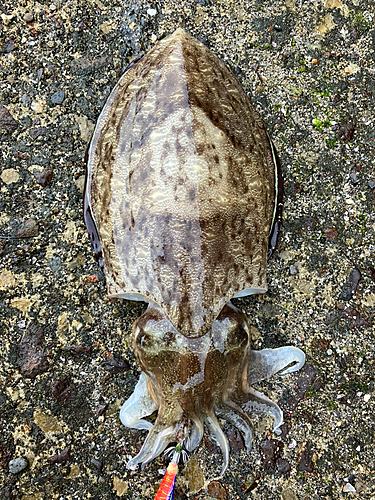 モンゴウイカの釣果