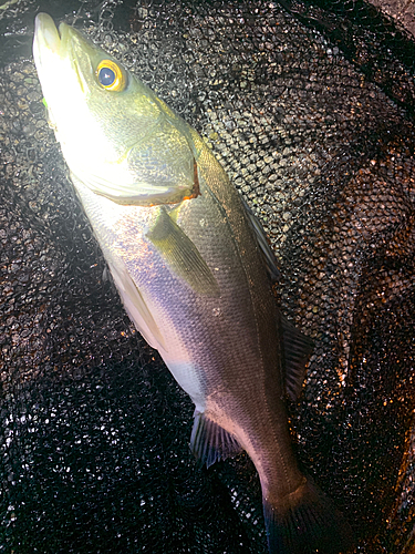 セイゴ（マルスズキ）の釣果