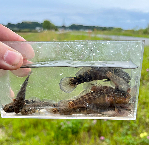 ヌマチチブの釣果