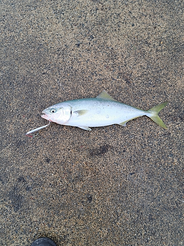 ハマチの釣果