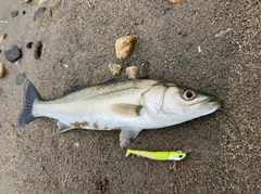 セイゴ（マルスズキ）の釣果