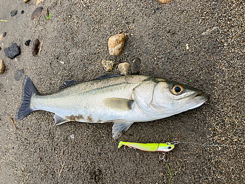 セイゴ（マルスズキ）の釣果