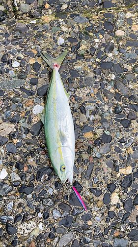 イナダの釣果