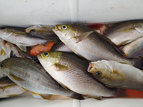 イサキの釣果