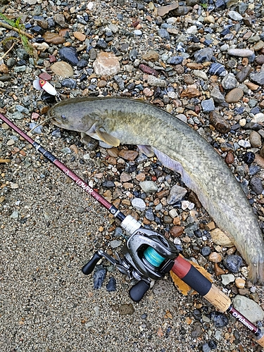 ナマズの釣果