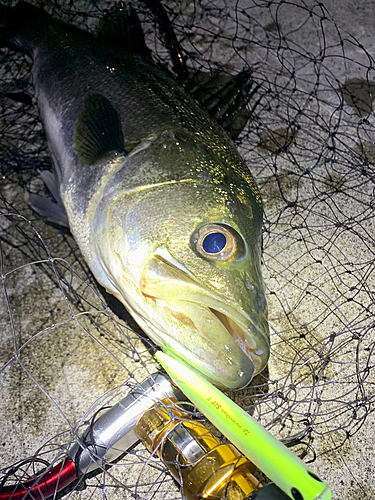 シーバスの釣果