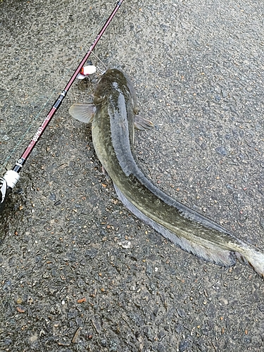 ナマズの釣果