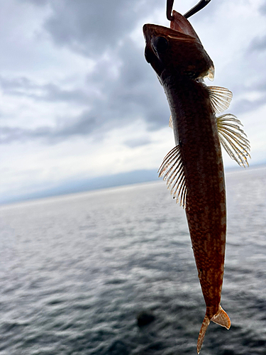 アカエソの釣果