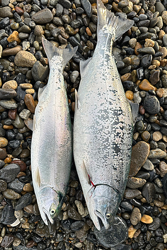 サクラマスの釣果