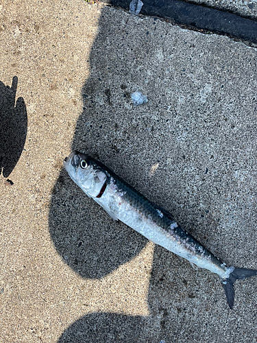 イワシの釣果