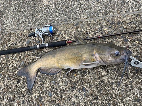 アメリカナマズの釣果