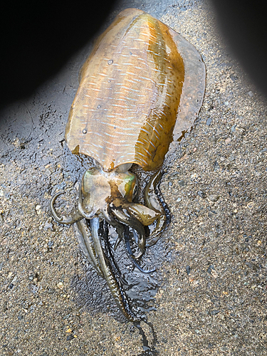 アオリイカの釣果