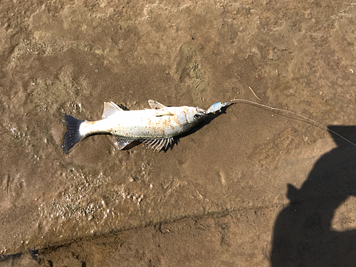 セイゴ（マルスズキ）の釣果