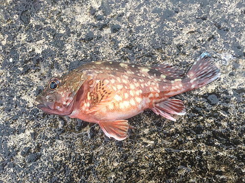 カサゴの釣果