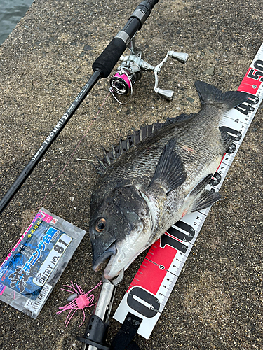 チヌの釣果