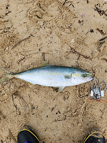 ヤズの釣果