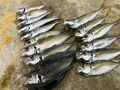 アジの釣果