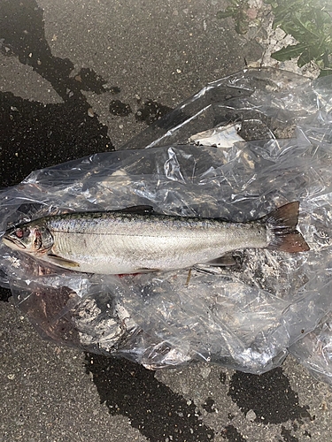 アメマスの釣果