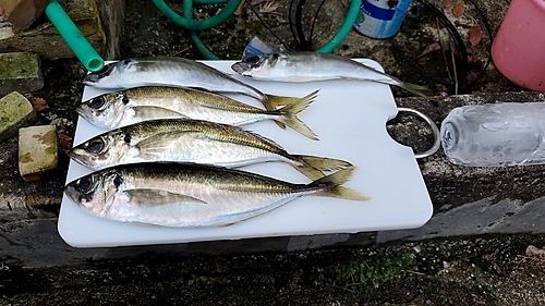 アジの釣果