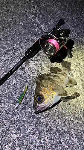 メバルの釣果