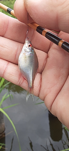 タイリクバラタナゴの釣果