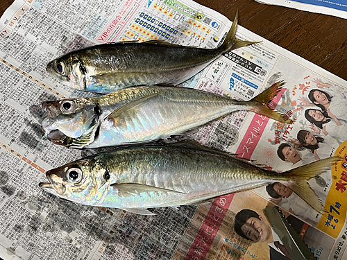 アジの釣果