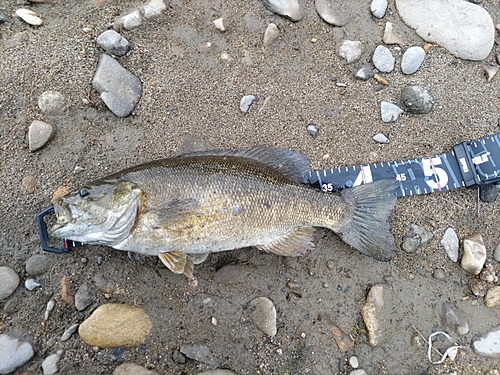 スモールマウスバスの釣果