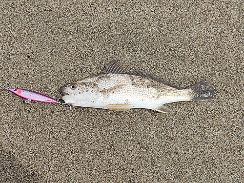 ニベの釣果