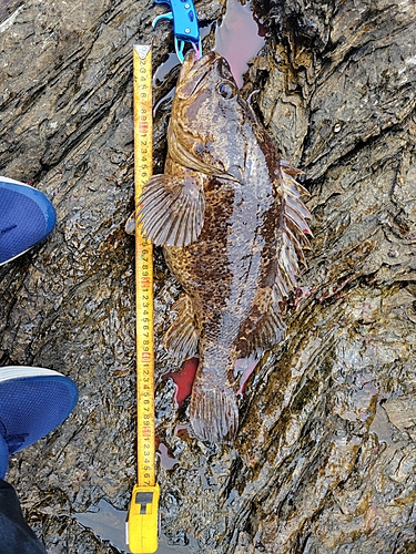 ベッコウゾイの釣果