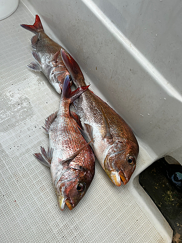 マダイの釣果