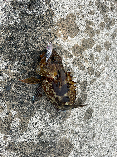 カサゴの釣果