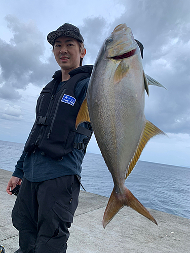 ヒレナガカンパチの釣果